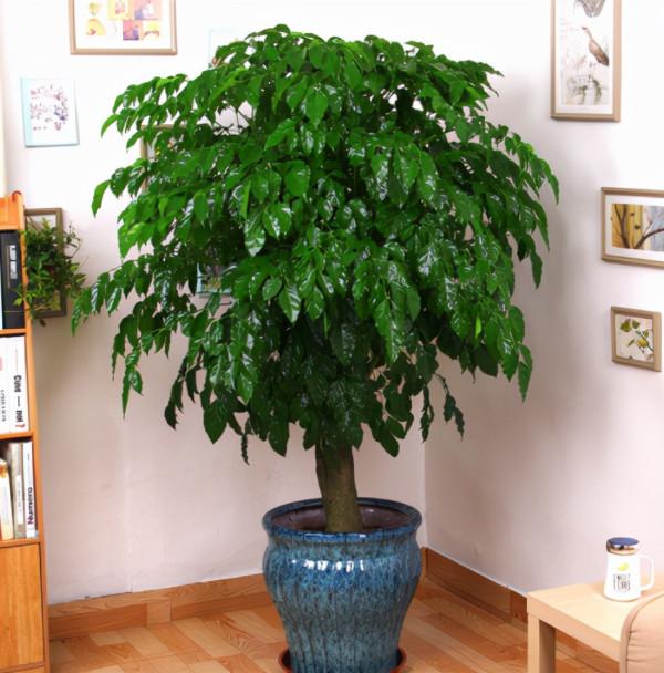 9種“吉祥樹”,適合家裡養,富貴大氣上檔次,好養寓意好 9種“吉祥樹”,適合家裡養,富貴大氣上檔次,好養寓意好