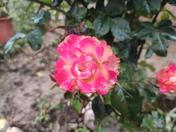 花花草草圖 花花草草圖