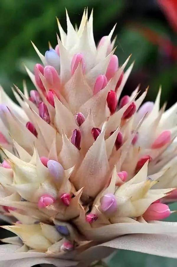 分享圖片&mdash;&mdash;罕見稀有的花卉