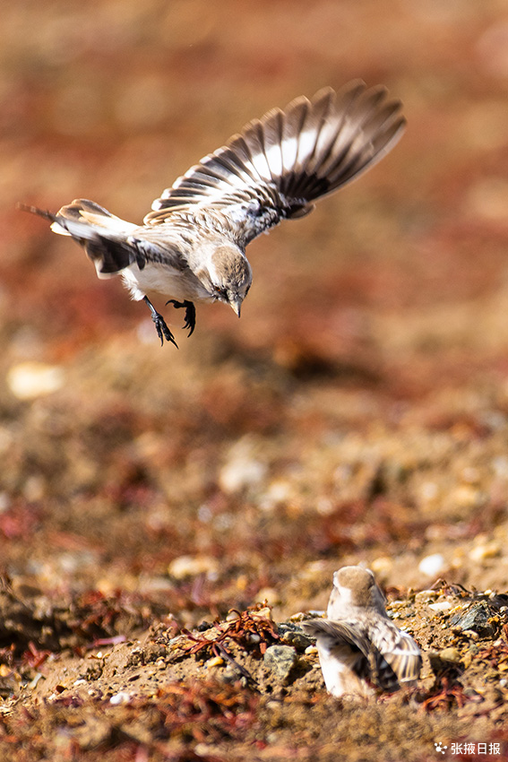 兩隻打鬥的白腰雪雀，萌翻了