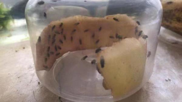 和孩子一起讀書,養昆蟲,認識大自然 和孩子一起讀書,養昆蟲,認識大自然