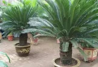 門口適合放這幾個盆栽,出入好心情 門口適合放這幾個盆栽,出入好心情