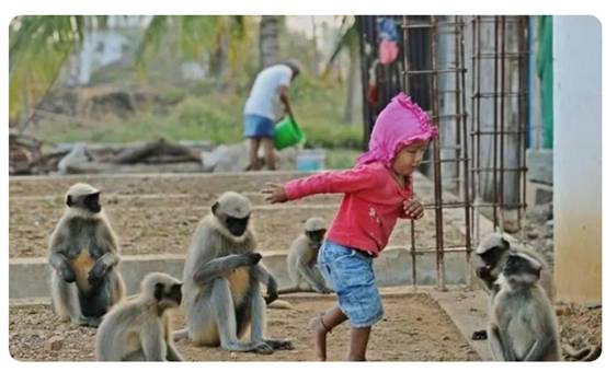 印度上演“猩球崛起”,2月嬰兒被猴群扔進水井,人猴矛盾何時休 印度上演“猩球崛起”,2月嬰兒被猴群扔進水井,人猴矛盾何時休