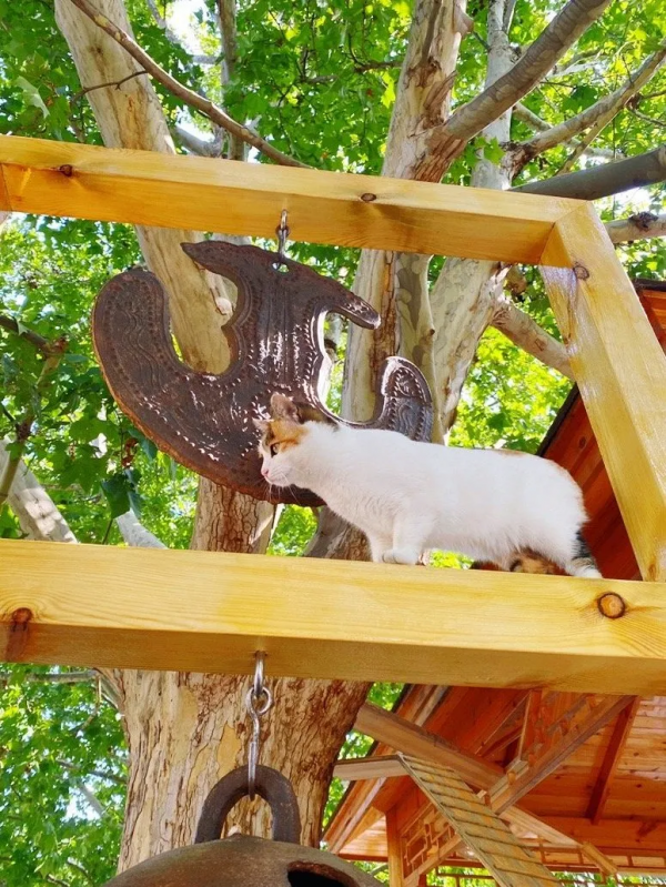 米麒麟:我掉缸怎麼了? 米麒麟:我掉缸怎麼了?