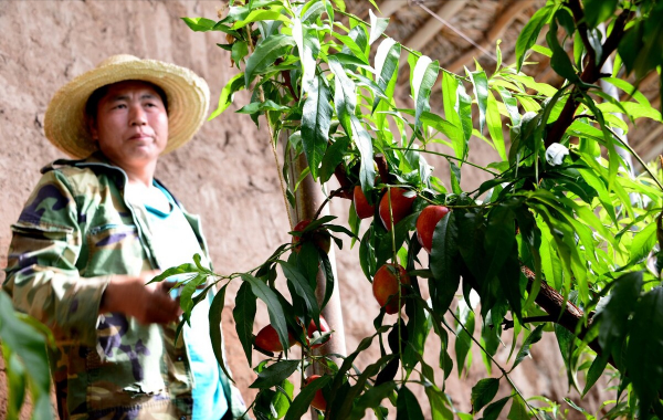 江蘇大叔發明出&quot;懶人種桃法&quot;，種出一斤半&quot;桃王&quot;，一個桃達125元