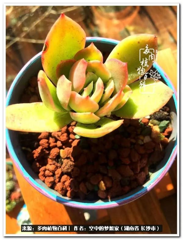 北陽臺黨，也有個多肉花園夢