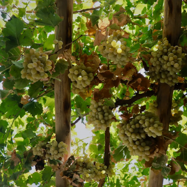 此生必去的新疆怎麼玩？看完這篇就夠了