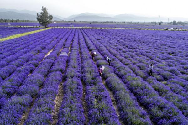 大美新疆，人間天堂