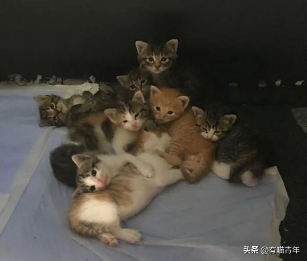 “喜當爹!好傢伙生了8只小奶貓!” “喜當爹!好傢伙生了8只小奶貓!”