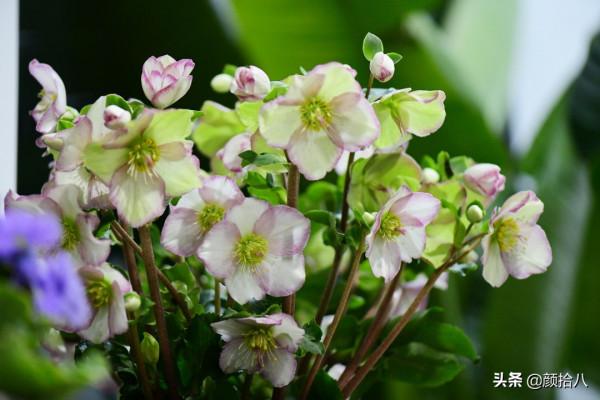 萬物起始，立春暖陽下，等待花園甦醒 &vert; 園丁