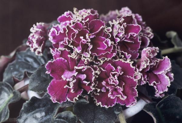 6種開花盆栽最適合在室內養，給點兒陽光就燦爛