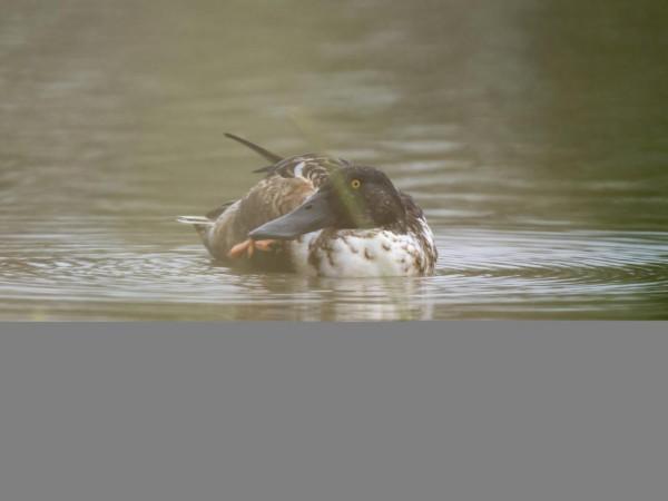 嘴巴最寬最長的野鴨—琵嘴鴨