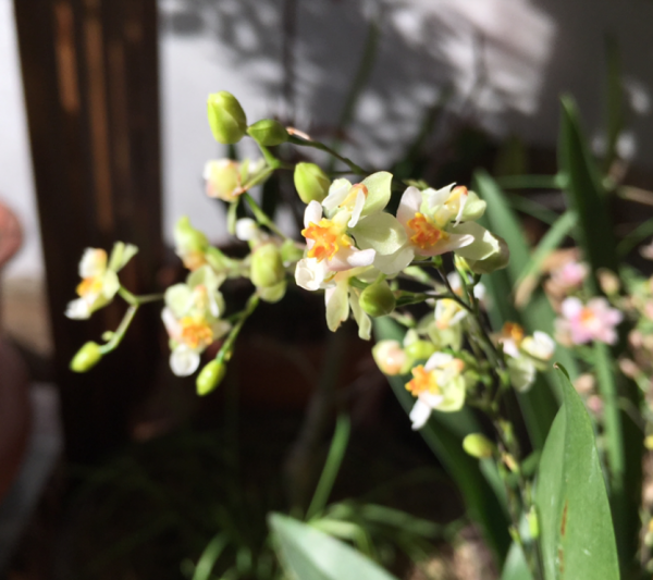 4種花可以放心“跟風”,好養開花多,越冷顏色越好看 4種花可以放心“跟風”,好養開花多,越冷顏色越好看