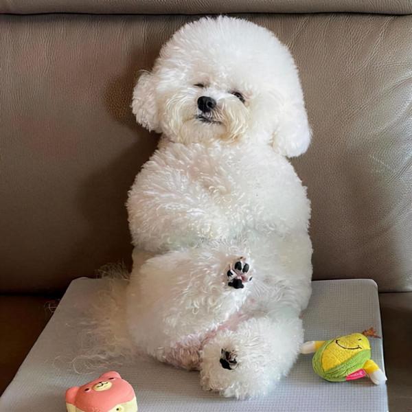 網友問:你會愛上比熊犬,這些撒嬌的方式嗎? 網友問:你會愛上比熊犬,這些撒嬌的方式嗎?