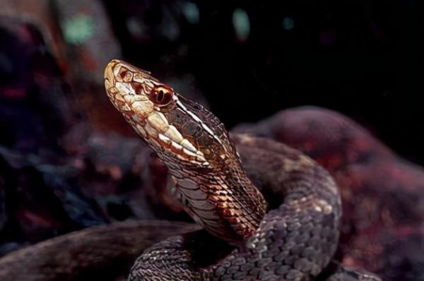 短尾蝮：中國十大毒蛇之一，平平無奇的“土蛇”，咬傷率卻是最高