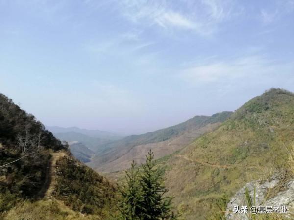 一畝一萬元的杉木林該如何種