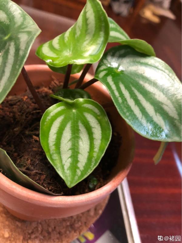 西瓜皮椒草暗淡無光,掌握這5步養護,家裡也能賞“西瓜” 西瓜皮椒草暗淡無光,掌握這5步養護,家裡也能賞“西瓜”