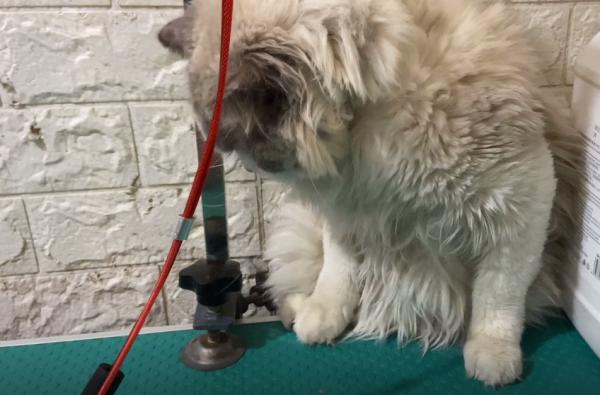 朋友的媳婦不喜歡貓咪,用鐵鏈將布偶貓鎖住:不愛也請別傷害 朋友的媳婦不喜歡貓咪,用鐵鏈將布偶貓鎖住:不愛也請別傷害