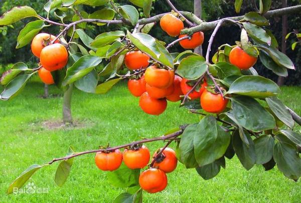 海鮮配維C變砒霜？被多次闢謠的“食物相剋”咋還有人信