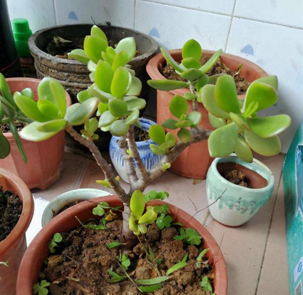 “家裡有棵樹，代代都富有”！室內養樹，建議從這9種裡面選