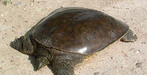 甲魚釣不上來？學會這幾招，隔三差五釣一隻