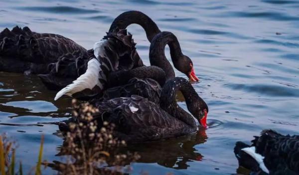 汝州城市中央公園鸛魚湖裡飛來6只黑天鵝!帶你“近距離”觀賞 汝州城市中央公園鸛魚湖裡飛來6只黑天鵝!帶你“近距離”觀賞