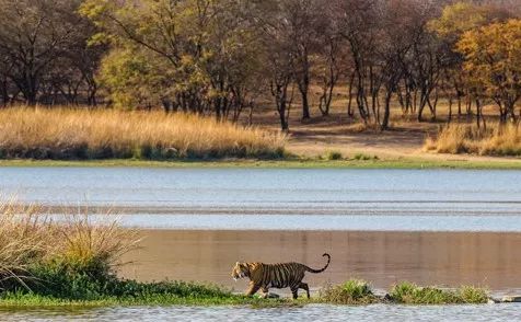 印度珍稀物種 | 有些貓，負責威武就夠了
