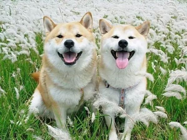 這些汪星人真的不是複製粘貼出來的嗎？太可愛了