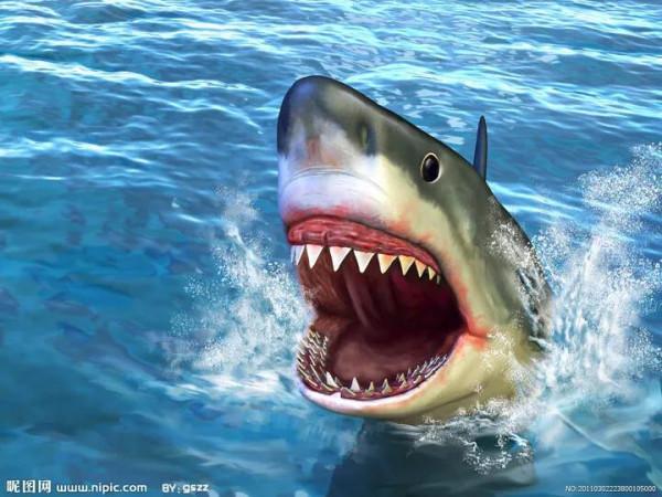 鯊魚翅你吃過嗎？