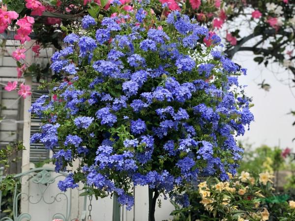 可養成“棒棒糖”的三種花，花期長花朵多造型美，養眼大氣不平庸