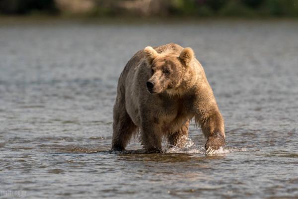 騎行時最不想遇見的五種動物,它們是真的不慣著你 騎行時最不想遇見的五種動物,它們是真的不慣著你