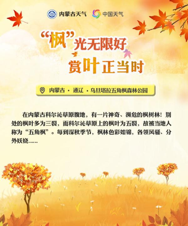 內蒙古烏旦塔拉:“楓”光無限好 賞“葉”正當時 內蒙古烏旦塔拉:“楓”光無限好 賞“葉”正當時