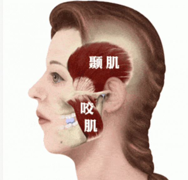 智齒為何總是成年出現?科學家給出結論,下巴空間有限 智齒為何總是成年出現?科學家給出結論,下巴空間有限