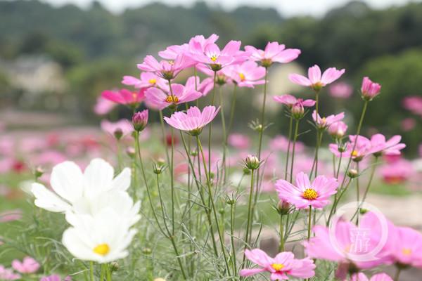 國慶好去處 | 到天坪山 聽聽格桑花開的聲音