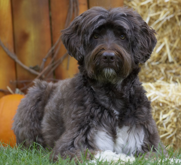 新手養狗指南：想養中型犬的看過來，這5種狗非常棒
