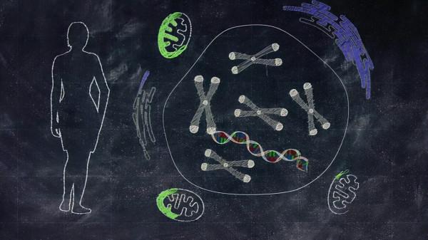人類為何不能永生?科學家:人類都是“打工仔” 人類為何不能永生?科學家:人類都是“打工仔”