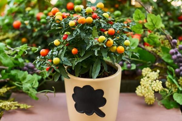 入手吉慶果，做好這4點，紅彤彤的果子像極了小燈籠，非常喜慶