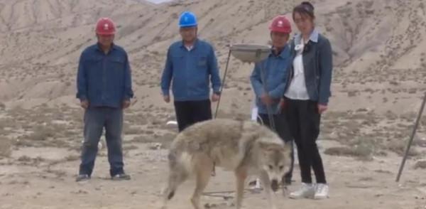 援藏幹部省吃儉用堅持喂狼,日久生情,遇險時,狼群感恩拼死相救 援藏幹部省吃儉用堅持喂狼,日久生情,遇險時,狼群感恩拼死相救
