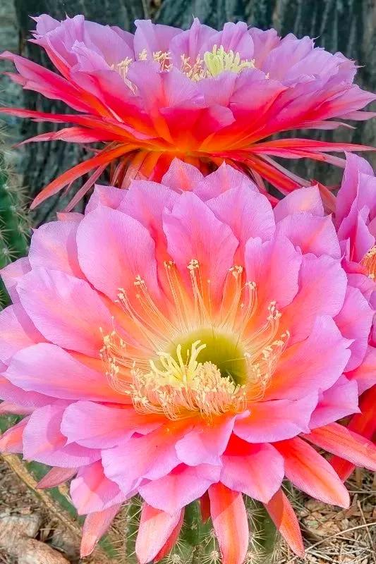 分享：花開並蹄，開得如此燦爛唯美，奇觀美景，令人陶醉