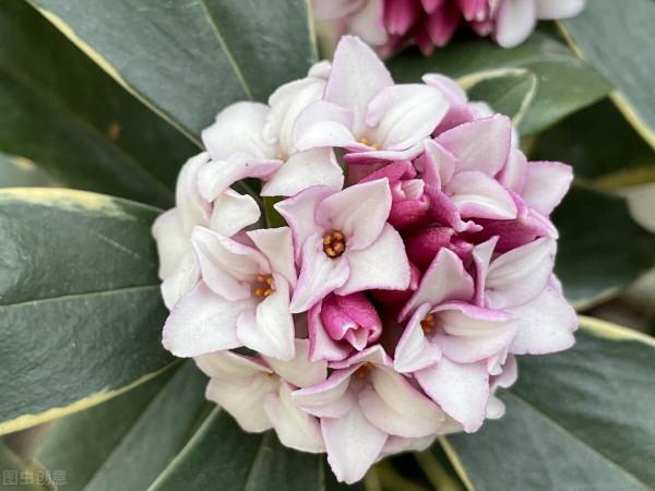 寓意祥瑞，瑞香花。過年養一盆，室內馨香，祥瑞安康
