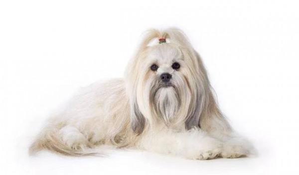 狗狗品種介紹大全！我們應該怎麼挑選適合自己的狗狗？