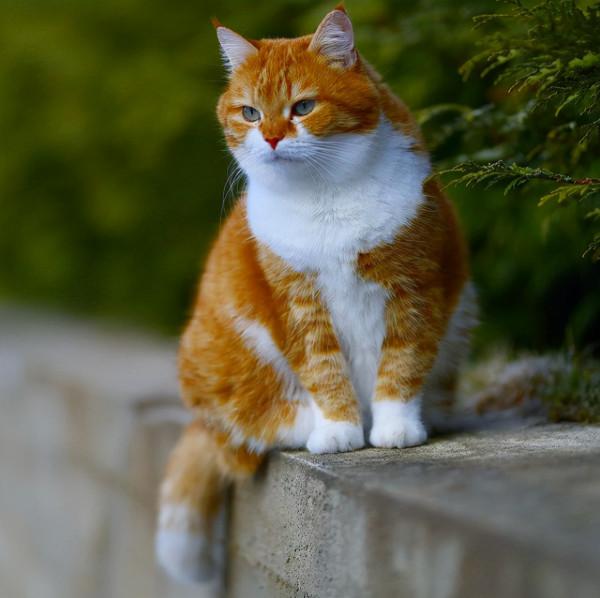 俄羅斯的胖橘，從流浪到人生贏家~逆襲喵生開始