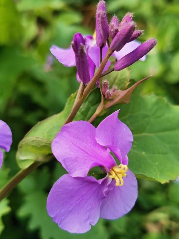 農村常見的花，城裡很少見到，認識的人越來越少