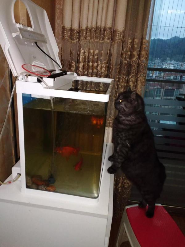 我家可愛搞笑的三隻貓咪 我家可愛搞笑的三隻貓咪