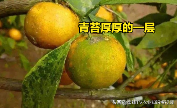 柑橘青苔危害大，簡單有效的處理方法，你知道嗎？
