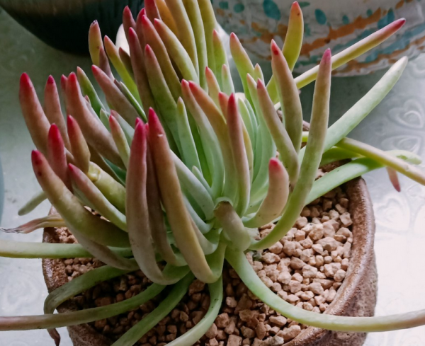 養仙女杯多肉愛杜麗絲,3個細節把控好,莖葉茂盛又美麗 養仙女杯多肉愛杜麗絲,3個細節把控好,莖葉茂盛又美麗
