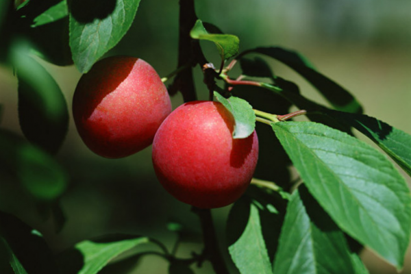 北京深山中的千年古村，村內都是四合院卻無人居住，距京城86公里