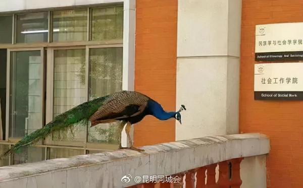 COP15：“騎大象”“溜孔雀”的雲南人