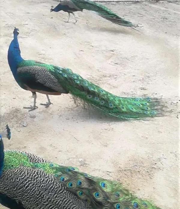 帶你感受一下卡達土豪家近兩萬平的豪宅,貧窮真的會限制想象 帶你感受一下卡達土豪家近兩萬平的豪宅,貧窮真的會限制想象