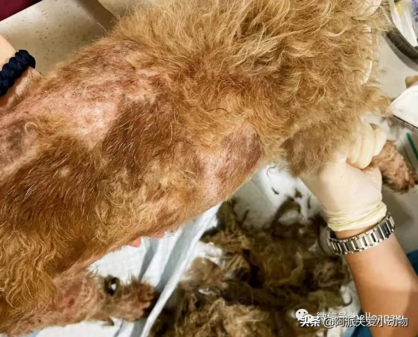 永樂 :它被開水燙、驅趕、毆打時,主人就在身邊 永樂 :它被開水燙、驅趕、毆打時,主人就在身邊